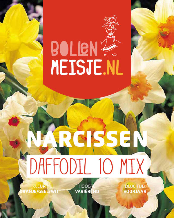 Daffodil 10 mix